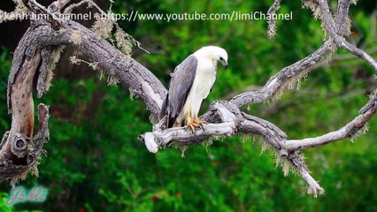 Đại bàng biển bụng trắng | Bậc thầy săn mồi trên mặt nước