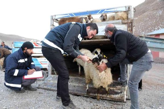 Sel mağdurlarına küçükbaş hayvan desteği