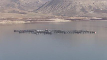 Türk somon balıkları Avrupa ülkeleri ve Rusya'da damakları tatlandırıyor