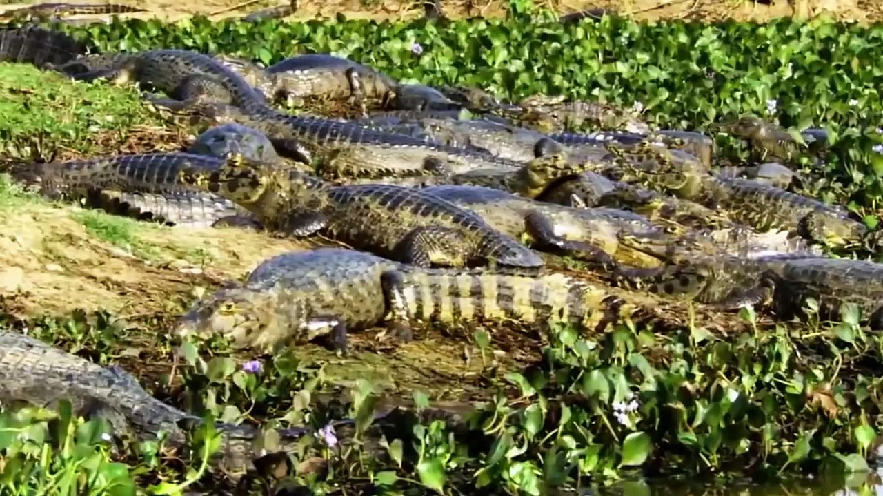 This Is Why Crocodiles Hate Jaguars