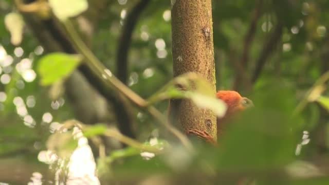El Bosque Atlántico de Río de Janeiro es el único lugar del mundo donde el tití león dorado existe en estado salvaje
