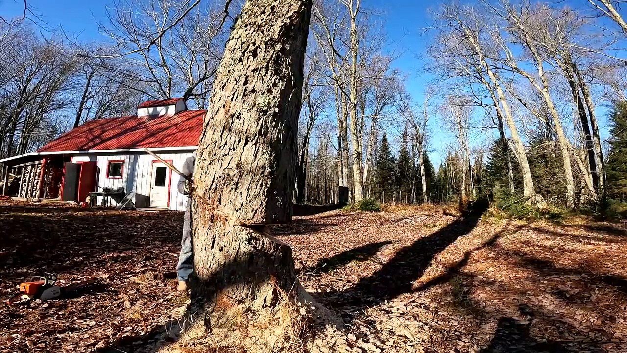 Coupe d'un arbre près d'une maison
