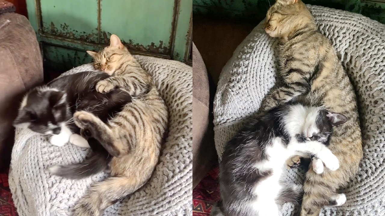 'Reserved cat allows little sister to nap right next to her *WHOLESOME* '