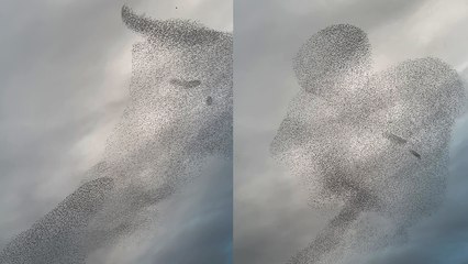 'Large flock of sparrows fly together and beautify the sky above San Rafael'