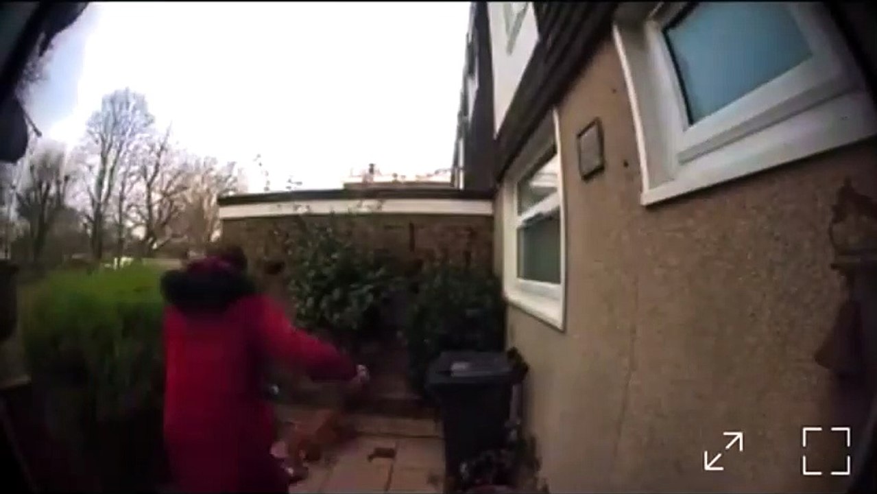 Horrifying footage shows the moment a beloved family cat is mauled by dog