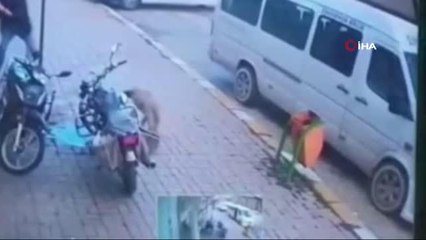 Trafik dubasıyla saldırıya maruz kalan o köpek emin ellerde