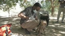 La falsa independencia de Somalilandia, un aliciente para el tráfico de animales