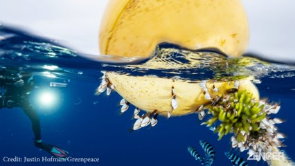 Coastal Organisms Colonize Pacific Garbage Patch, Expanding Their Range.mp4