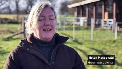 Geronimo the alpaca owner accuses govt of 'betrayal'