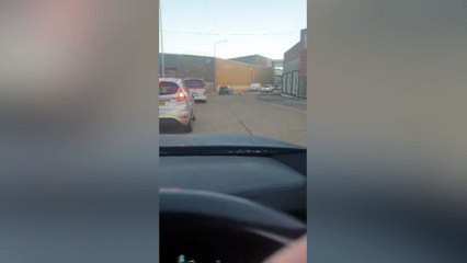 Rogue sheep walk through town and pop to Tesco