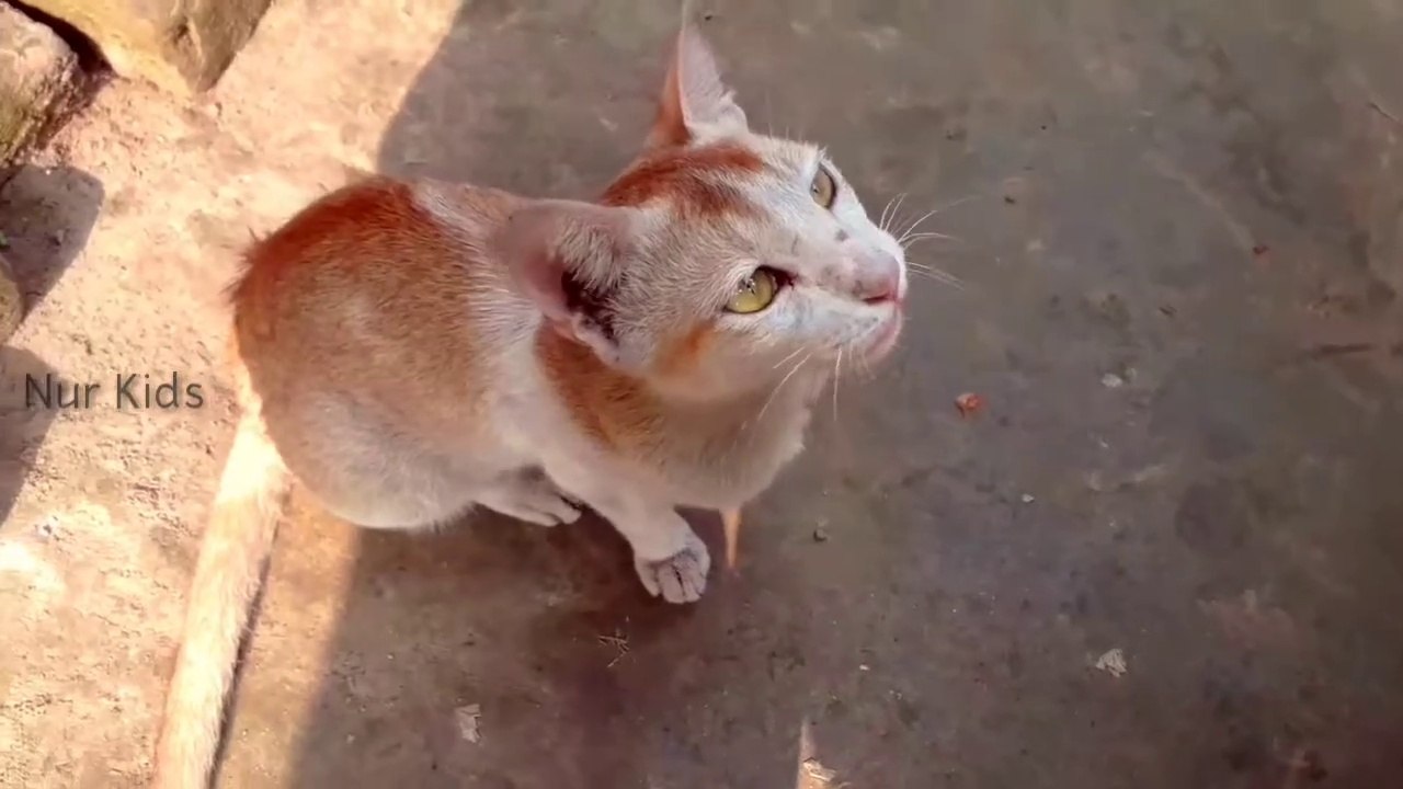Original cat sound । Pet cat videos । original cat sound free download । Angry pet cat