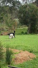 Lamb is Perfect Playmate for Sheepdog Pup