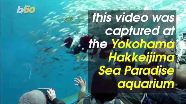 Must See! This Santa Claus Takes the Plunge, Swims With 3,000 Fish at Japanese Aquarium