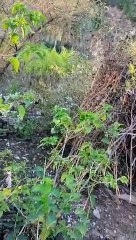 The fear of the villagers imprisoned in the cage