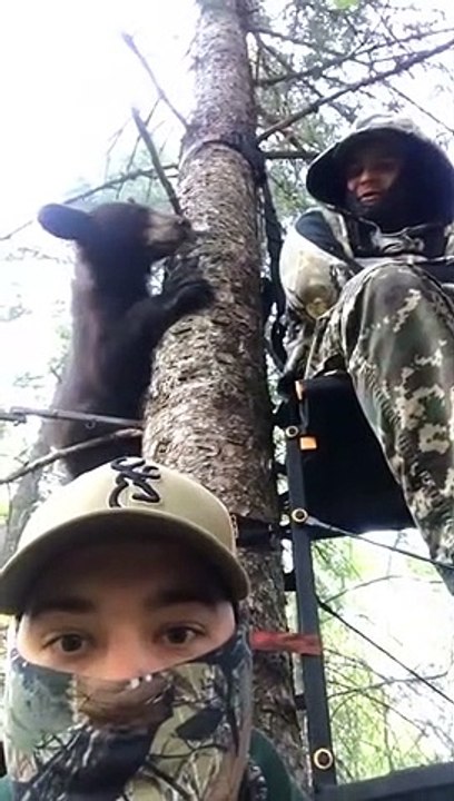 2 ours s'invitent dans la cabane de chasseurs