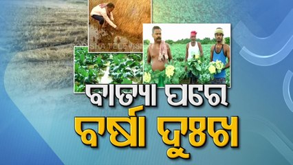 Huge Crop Damage In Bhadrak Due To Unseasonal Rain