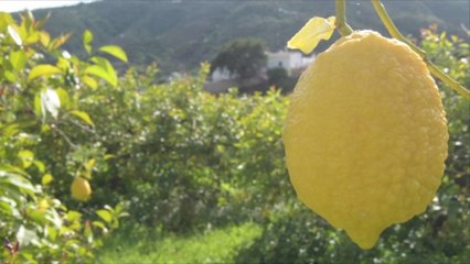 The Best Way To Keep Your Lemons Fresh for Way Longer