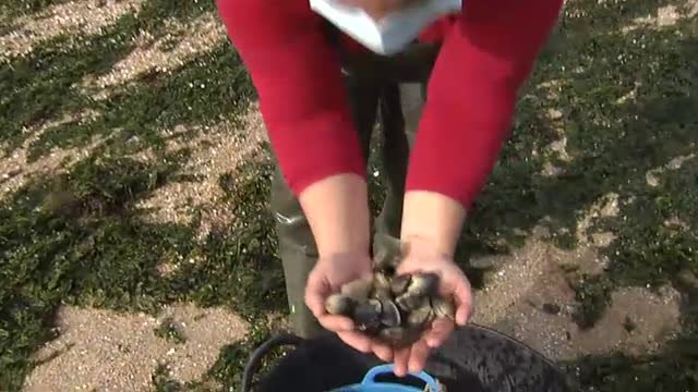 Una invasión de algas en pleno diciembre amenaza la almeja de Carril