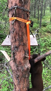 Bear Cub Climbs into Hunter's Tree