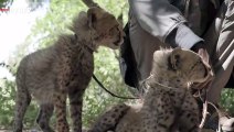 Conservation Fund Looks To Help Cheetahs Threatened by Animal Trafficking