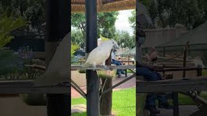 Dancing Parrot Makes Moves