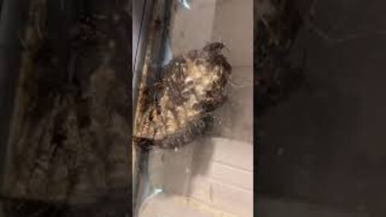 Window With Wasp Nest Gets Walloped