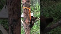 Bear Cub Climbs into Hunter's Tree