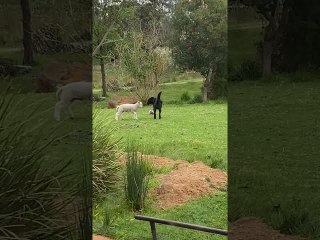 Lamb is Perfect Playmate for Sheepdog Pup