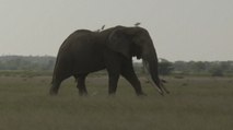 Aumento de caza de elefantes en África, otro efecto de la pandemia