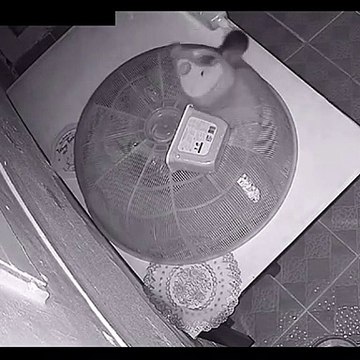 Ce rat vient faire ses courses pour le repas de Noël