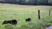 Mama Black Bear and Cubs Take Roadside Stroll