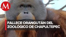 Murió Toto, orangután que habitaba en el Zoológico de Chapultepec, a los 29 años