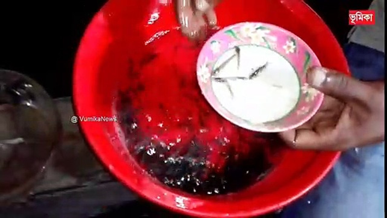 Hybrid Magur Fish Farming Business in india |_হাইব্রিড মাগুর মাছ চাষ পদ্ধতি | vumika agro  |  Vumika TV
