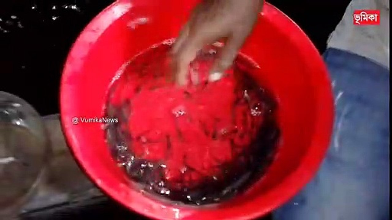 Hybrid Magur Fish Farming Business in india |_হাইব্রিড মাগুর মাছ চাষ পদ্ধতি | vumika agro  |  Vumika TV
