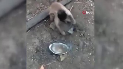 Bıçak bileyen maymun sosyal medyada gündem oldu