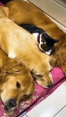 Aksi kucing lucu...! Paling menggemaskan!