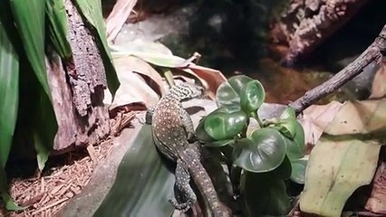 Six dragons de Komodo viennent d'éclore au zoo du Bronx