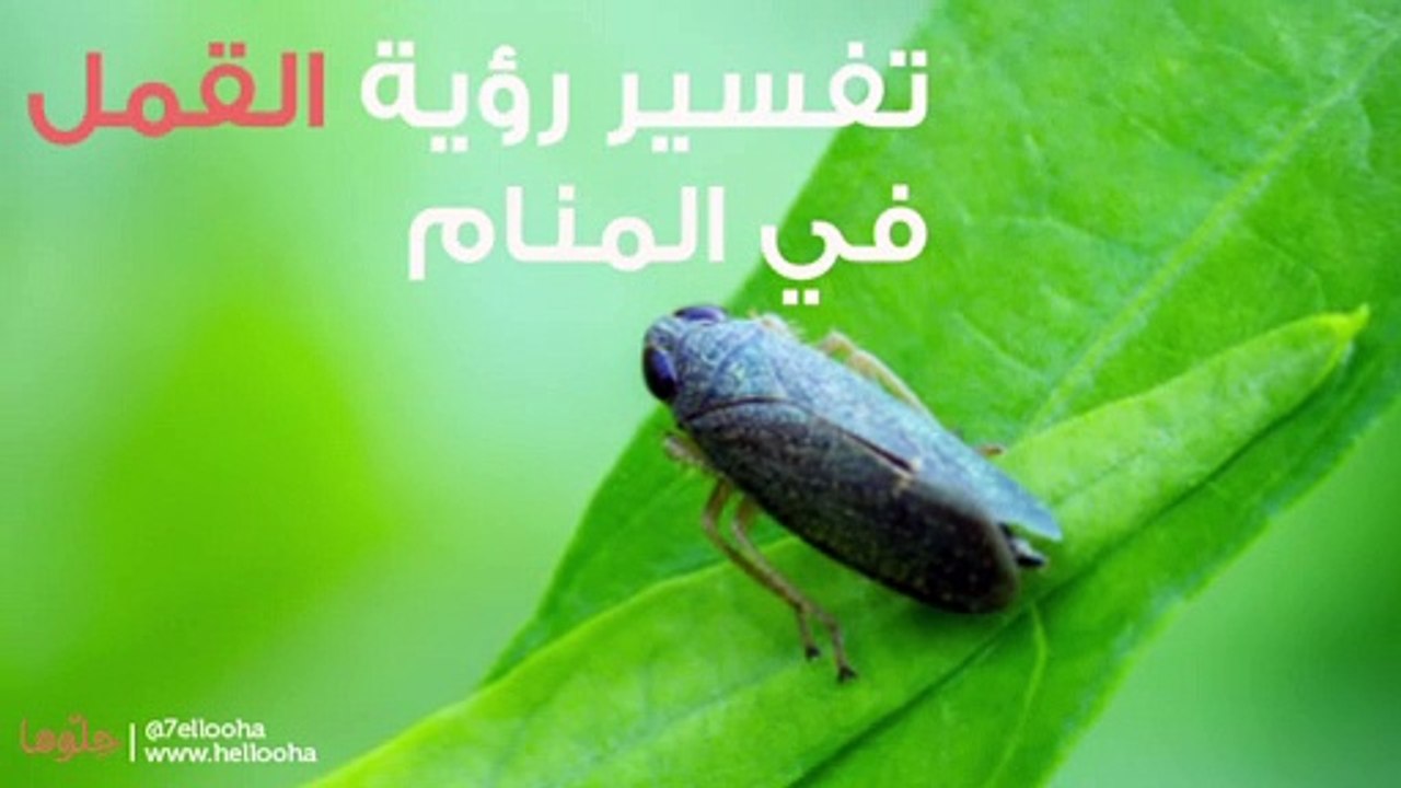 القمل في المنام وتفسير رؤية القمل في الحلم بالتفصيل