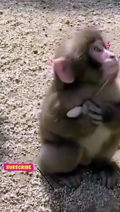 small monkey |#dailymotion