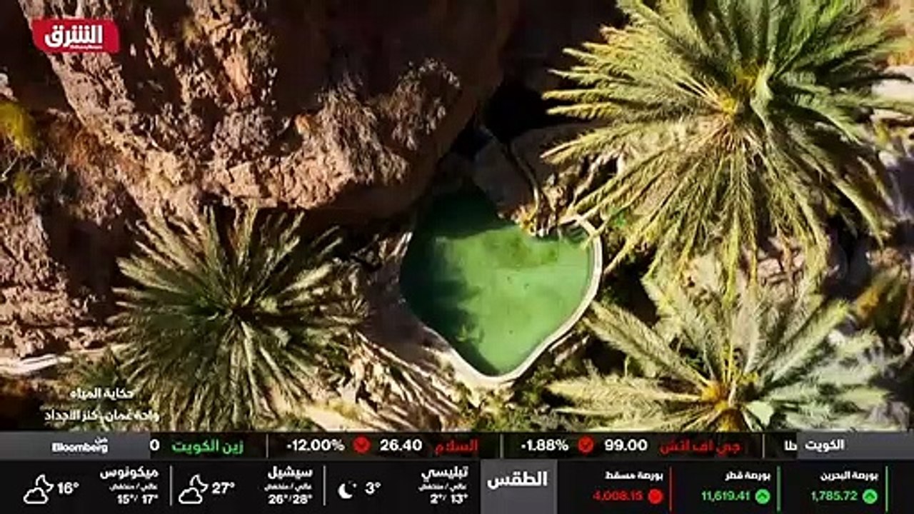 ...ك اشجار النخيل ....