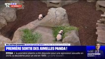 Les jumelles panda du zoo de Beauval ont réalisé leur première sortie publique ce samedi