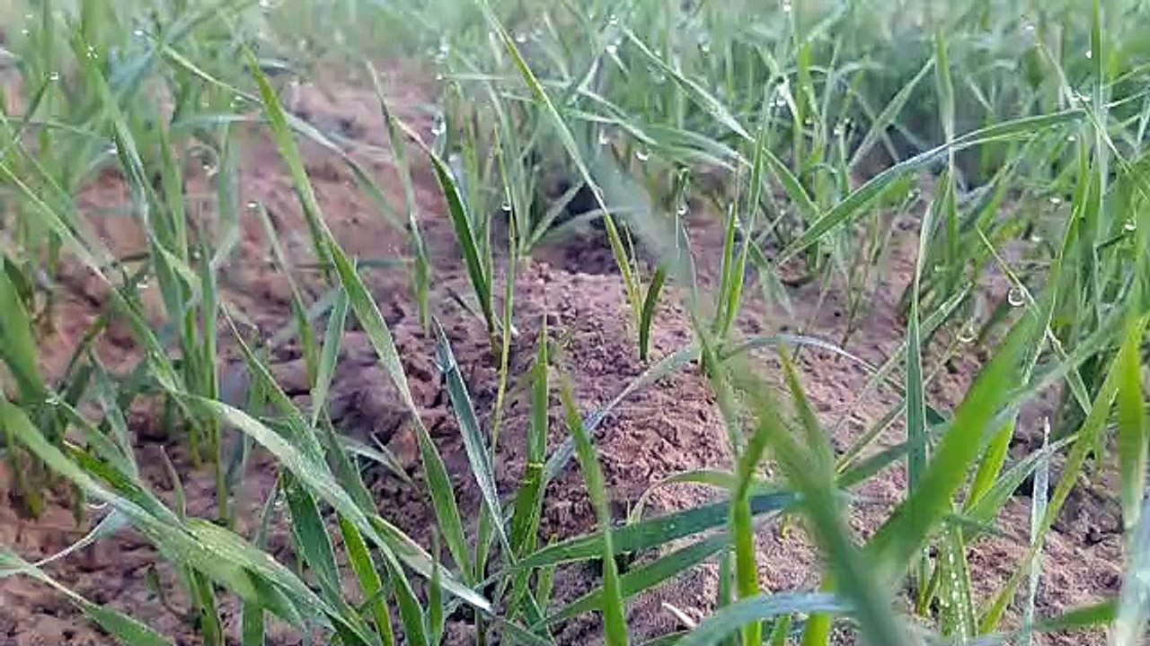 शेखावाटी में सर्दी का कहर शुरू, फतेहपुर में माइ...