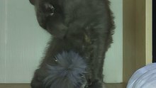 ang mga pusa ni abu