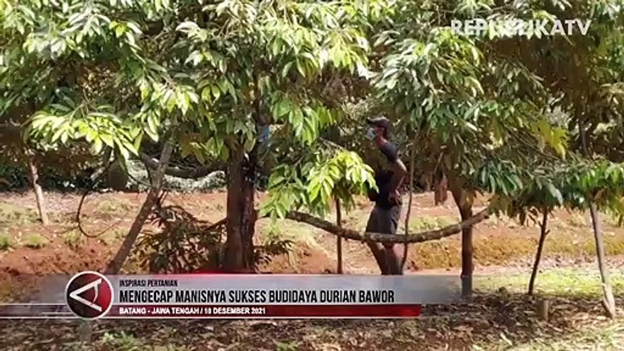 Manisnya Budidaya Durian Bawor
