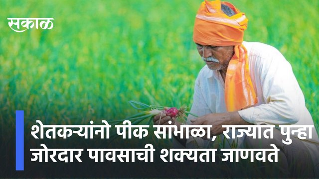 Rain update | शेतकऱ्यांनो पीक सांभाळा, राज्यात पुन्हा जोरदार पावसाची शक्यता जाणवते | Sakal Media