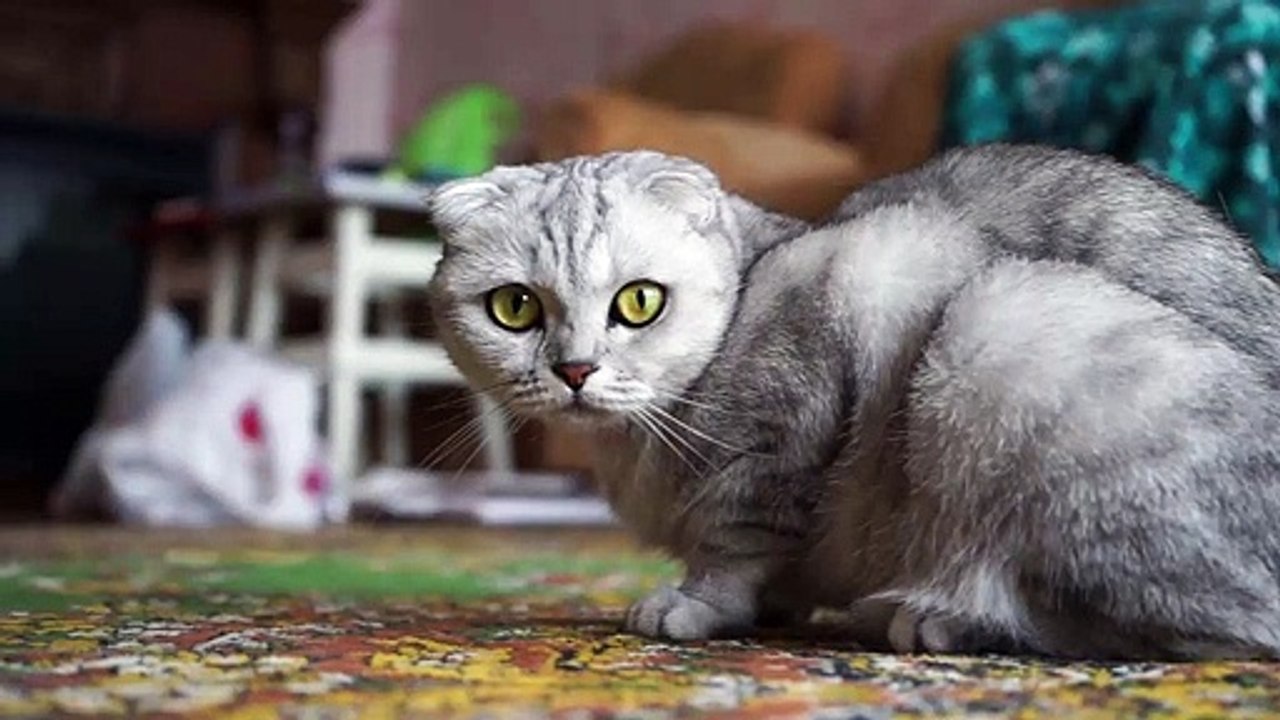 cute cat - baby cats - cute and funny cat videos compilation #37 | aww animals