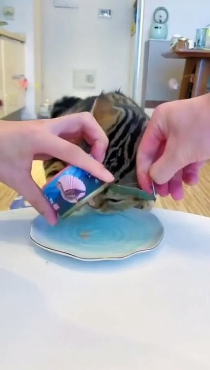 cat eating - cats eating raw fish - kittens eating fish | feeding cats