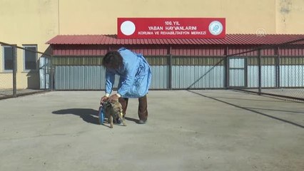 Felçli tilki yürüteçle hayata tutundu