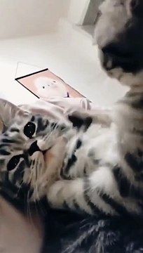 cat kissing - cat refuses kissing - funny cats hate kissing compilation