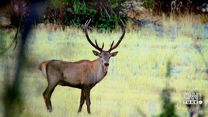 Kızıl geyikler avlanmaktan kurtuldu